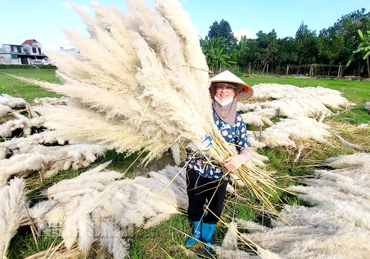 Cánh đồng lau trăng tinh vào mùa đông