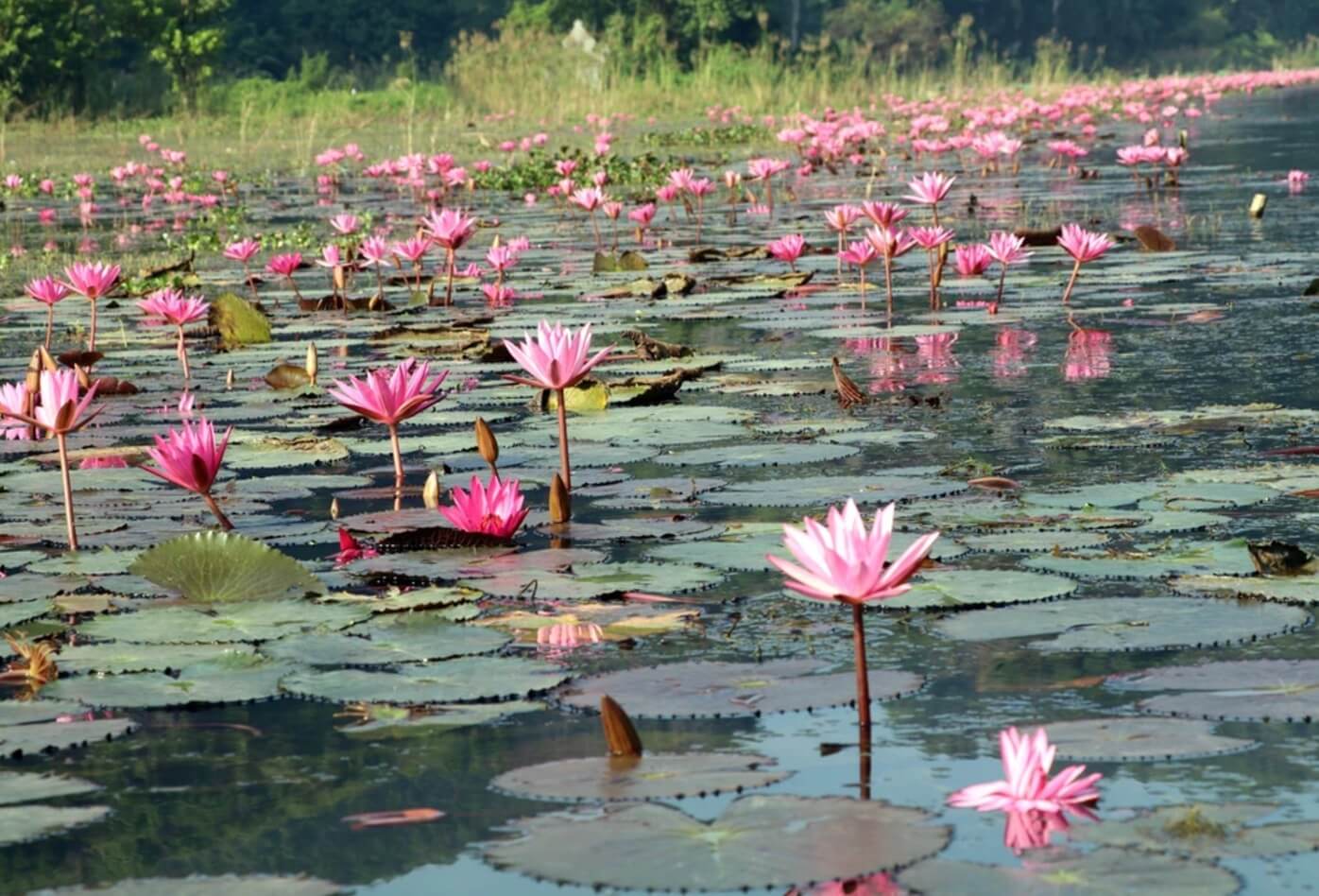 Mùa hoa súng nở rộ