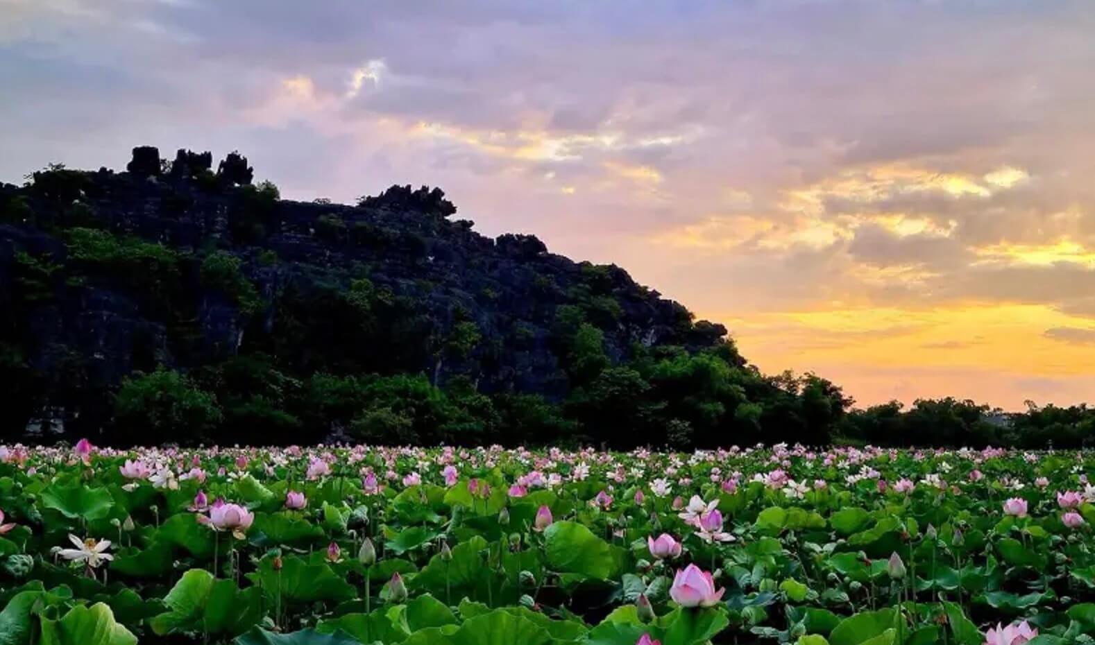 Hồ sen tuyệt đẹp ở Ninh Bình