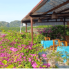 Tam Coc Sunshine Homestay